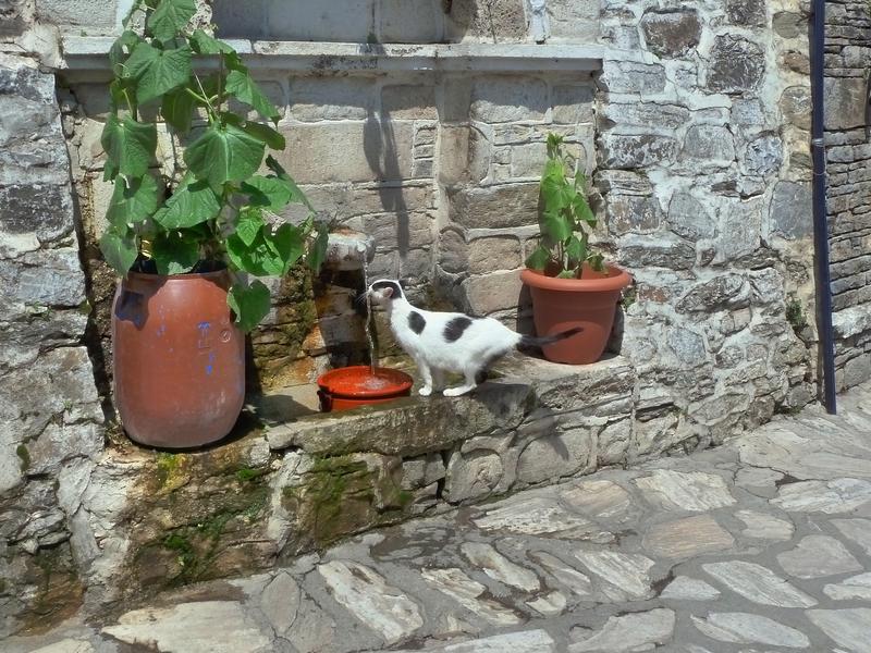 Kitten drinks water from a traditional stone fountain