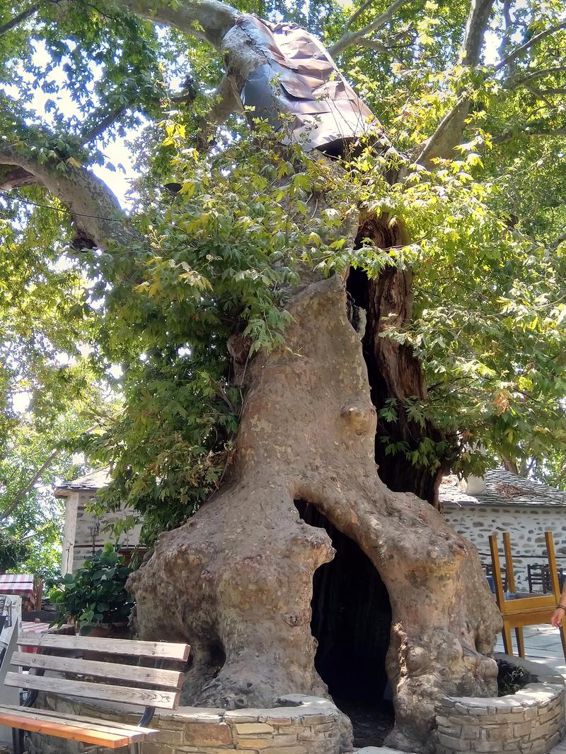 The huge plane tree in Makrinitsa square