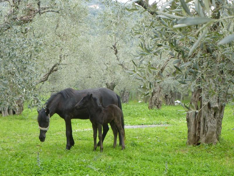 Προβεβλημένη φωτογραφία