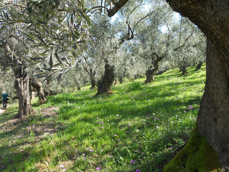 Προβεβλημένη φωτογραφία